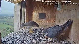 FalconCam Project CSU Orange -Diamond & Gimbir, krótka zmiana 2025 10 29