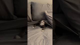 #cat #cute #catvideo #cutecat #funnyvideo #funny #pets