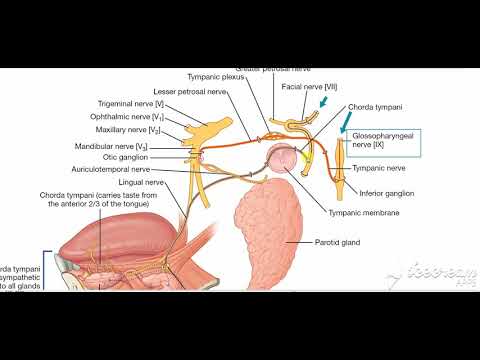 Parotid gland nerve supply