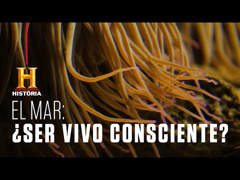 El mar: ¿es un ser vivo consciente? | Criaturas Legendarias | Canal HISTORIA