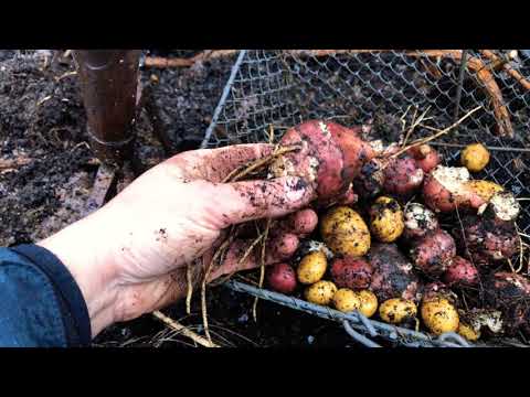 Jordärtskockor odla själv fram bästa jordärtskockan Självhushållning Gör så här Självhushållning