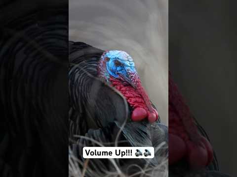 Turkeys Gobbling up Close!  #turkey #birds #gobblegobble #shortsvideo
