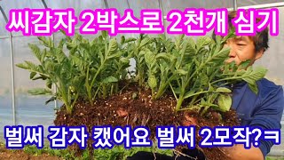 씨감자 2박스로 2천개 심기 수미감자,홍감자 감자심는방법,감자파종,감자심는시기