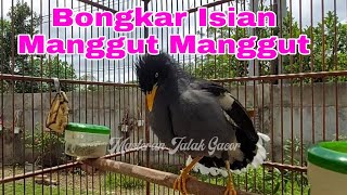 Download lagu Masteran Jalak Kebo Full Isian - Jalak Kebo gacor Manggut - Manggut mp3 Download lagu Masteran Jalak Kebo Full Isian - Jalak Kebo gacor Manggut - Manggut mp3