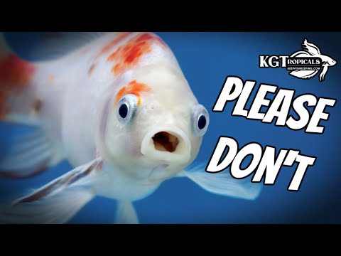 YouTube video about: Can a fish tank in your bedroom make you sick?
