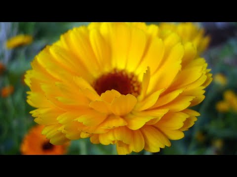 04 calendula, Gulsarfi flower video by-Gurjit singh s.2017