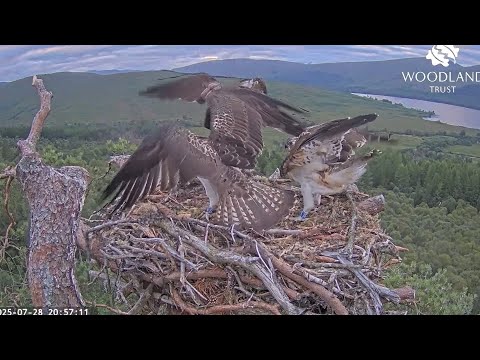 Breac storms onto Loch Arkaig Osprey Nest Two and seizes his brother Darach's fish 28 Jul 2025
