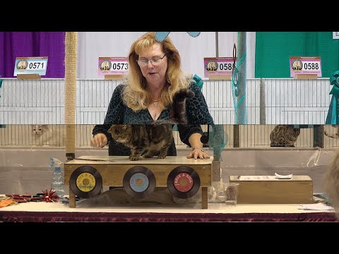 CFA International Show 2019 - What came out of the camera