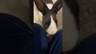 Dutch rabbit Rabbits Videos