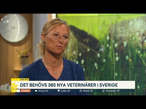 Veterinärbrist i Sverige – djur prioriteras utifrån sjukdom - Nyhetsmorgon (TV4)
