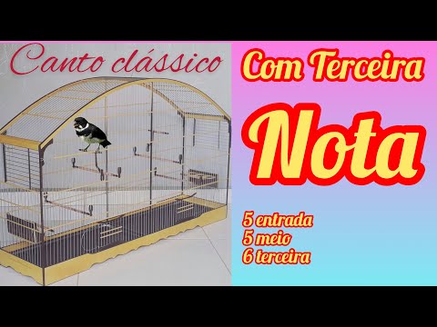 Melhor encarte para canto clássico Coleiro Ouro Fino