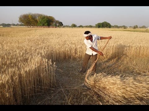 Scythe Project in India 2016 -- गेहूं की कटाई - गेहूं काटने की मशीन