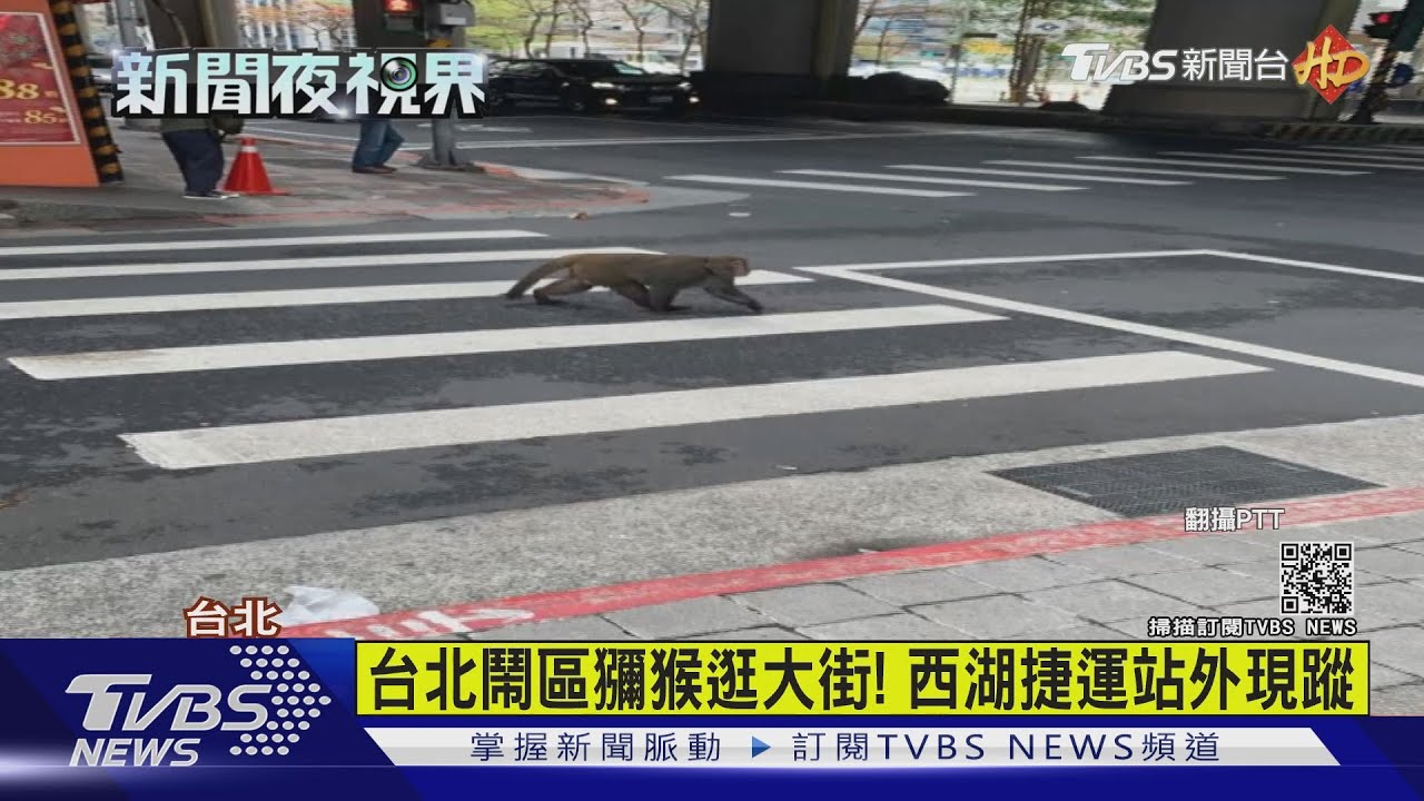 台北鬧區獼猴逛大街！　西湖捷運站外現蹤