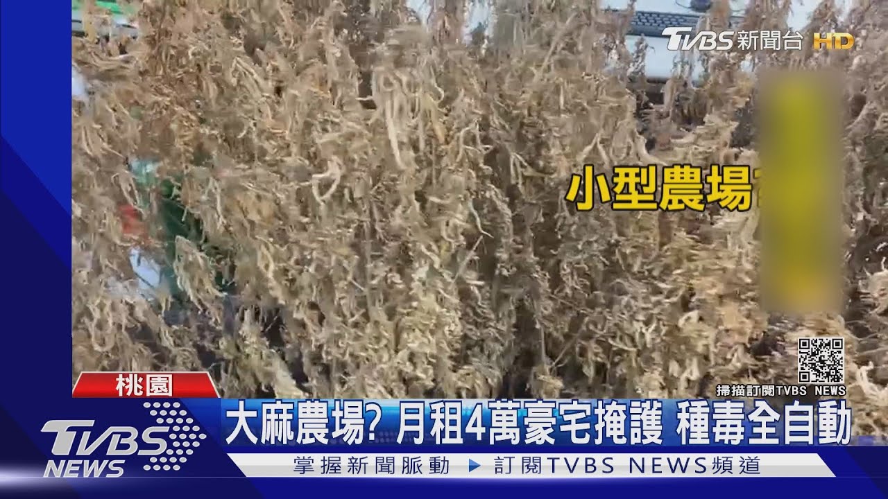 大麻農場？月租4萬豪宅掩護　種毒全自動