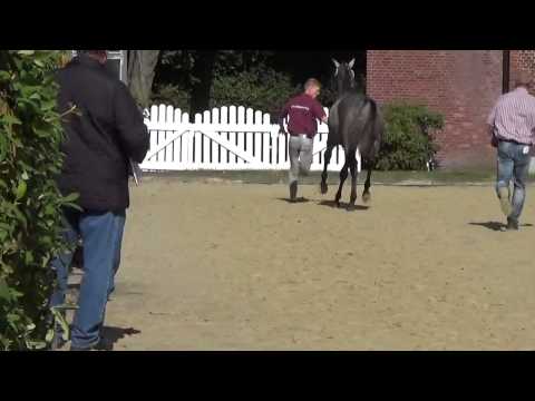 2 j. Holsteiner Hengst von Clarimo-Casall-Cassini I, Stamm 741