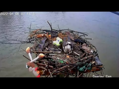 Dahlgren Osprey ~ Mr Chicken HANGING ON For Dear Life! Jack Puts Nesting Material On Harriet! 4.6.22