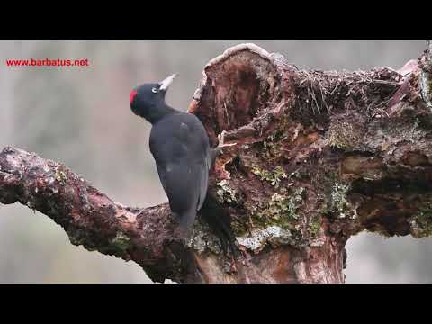 Pito negro ( Dryocopus martius ) Black Woodpecker