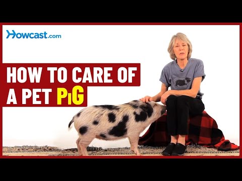 How to take care of a pet pig