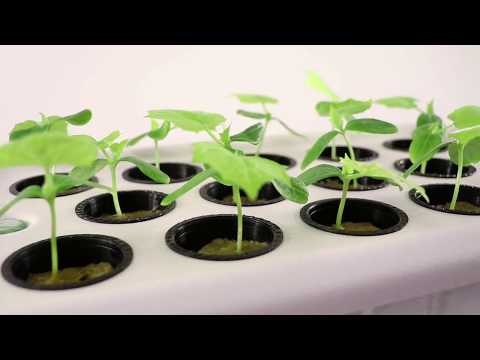 Best Hydroponic System | Supercloner 14 | Clone and Germinate