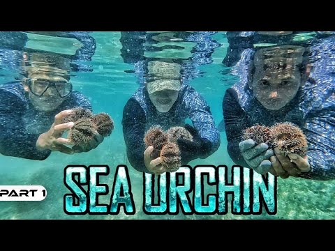 EP917-P1 - Sea Urchin o Tuyom