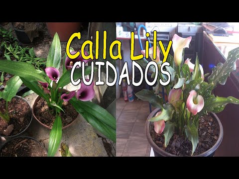 , title : 'Como CUIDAR una Planta de Calla Lily | Calas, Alcatraz, Flor de Jarro, Cartucho'
