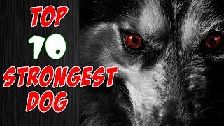 Top 10 Strongest Dog Breeds in the World