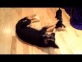 All Dogs Go To Heaven A Miniature Dachshund And A German Shepard Playtime