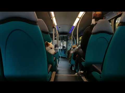 Route 44 | NK09BRF/1411 - Arriva Northumbria: VDL SB200/Wright Pulsar 2