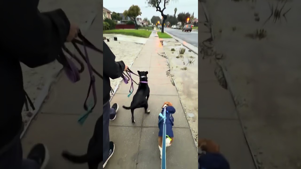 Enlarge Gigi, a ADOPTABLE mixed breed in Los Angeles, CA video 4/6