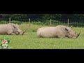 Knowsley Safari Park