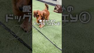【初心者DIY】愛犬のための裏庭ドッグラン①