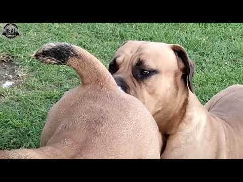 Real Boerboels - Male Dog Reacts to Female in Heat – Sniffing, Begging, and Excited Behavior