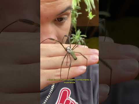 A ARANHA BURGUESA DE TEIA DOURADA | wildboppre