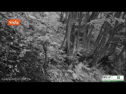 La Lince torna nella Foresta Gardesana in Lombardia