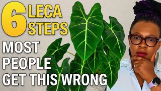 Alocasia Soil to LECA: 6 Steps to Avoid Root Rot & Leaf Drop