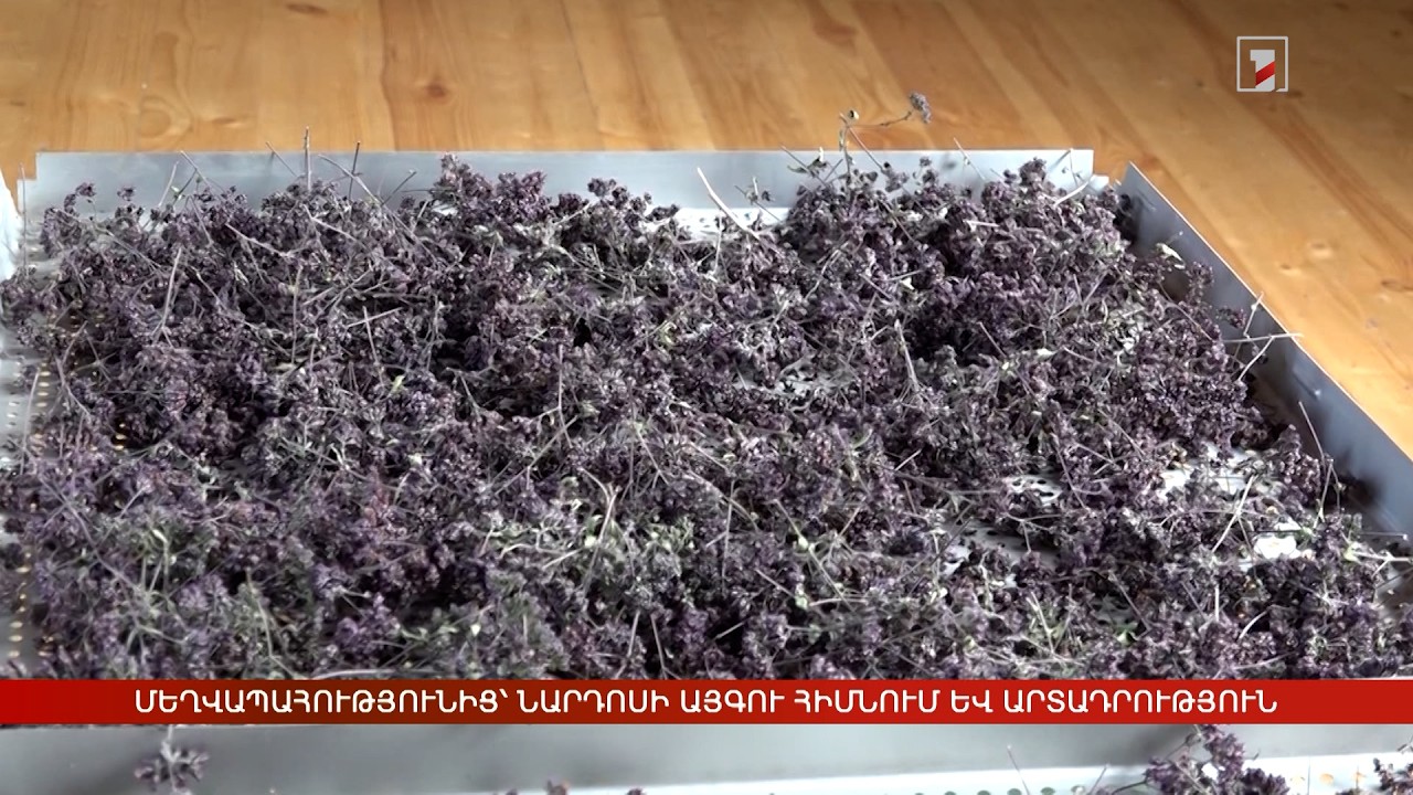 Մեղվապահությունից՝ նարդոսի այգու հիմնում և արտադրություն