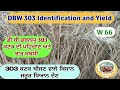 DBW 303 Yield & identification (303 ਦਾ ਝਾੜ ਅਤੇ ਪਹਿਚਾਣ ਸਬੰਧੀ) Shergill Markhai