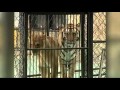Raw Video: Lioness Gives Birth to Tigon in China