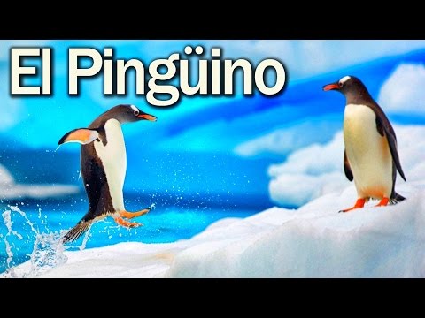 El Pingüino - Los niños se divierten con animales del zoologico - Lorenzoo El León