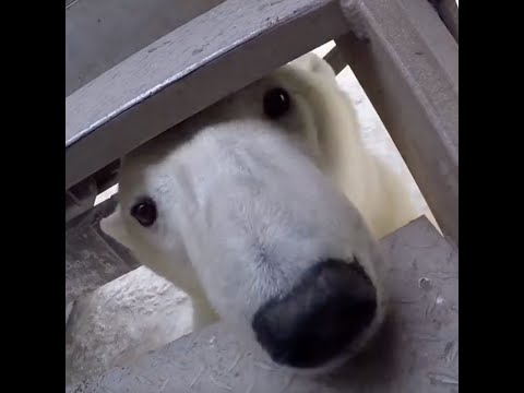 Lil God Dan x Paulie Leparik - Mirage (official visualizer)