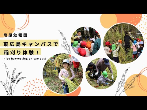 附属幼稚園の園児たちが学生らと学内の田んぼで稲刈りをしました！