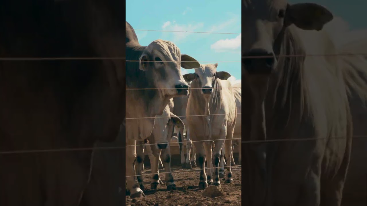 Confina Brasil - O Valor de Quem Faz - Teaser