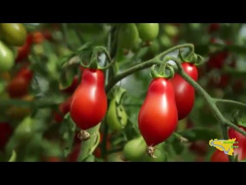 download lagu mp3 mp4 Pachino Tomato, download lagu Pachino Tomato gratis, unduh video klip Pachino Tomato