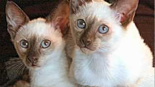 Siamese Cat Song