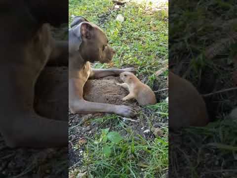 This Pit Bull Is Absolutely Fascinated By This Sassy Prairie Dog Digging Up The Lawn