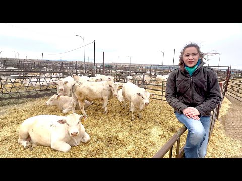 , title : 'How to Buy a Charolais Bull!!! 2022 Part 2 - DeBruycker Charolais!!'