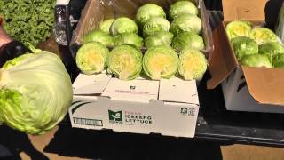 preview picture of video 'Live from the Fields: Iceberg and Leaf Lettuce. Salinas Valley, CA'