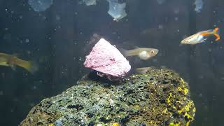 Trochus snail spawning