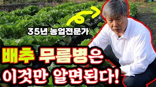 배추 무름병, 세균병, 노균병에 '복덩이' 사용하세요!  / 010-2305-2053
