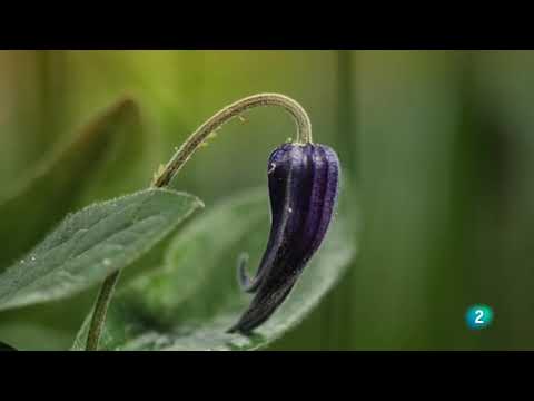 Grandes documentales - Eslovaquia salvaje